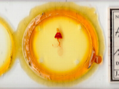 slide view of adult Hexorthodes accurata