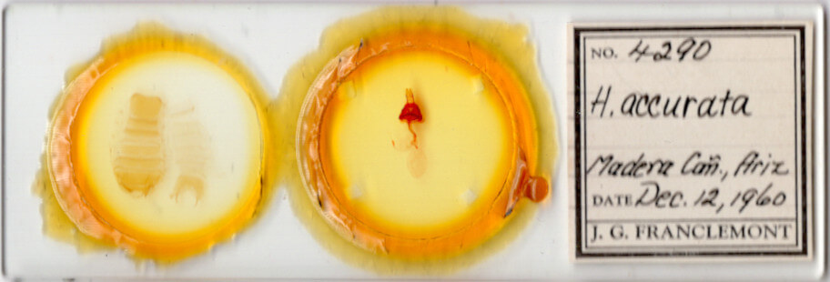 slide view of adult Hexorthodes accurata