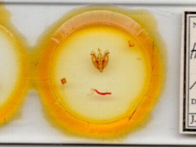 slide view of adult Hexorthodes accurata