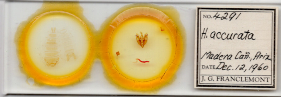 slide view of adult Hexorthodes accurata