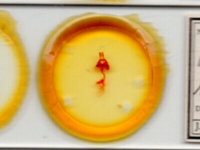 slide view of adult Hexorthodes accurata