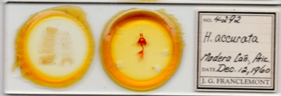 slide view of adult Hexorthodes accurata