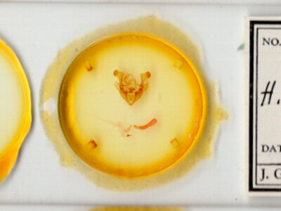 slide view of adult Homorthodes hanhami