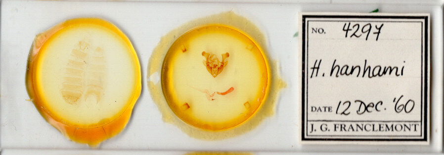 slide view of adult Homorthodes hanhami