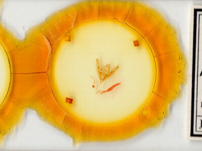 slide view of adult Nudorthodes texana