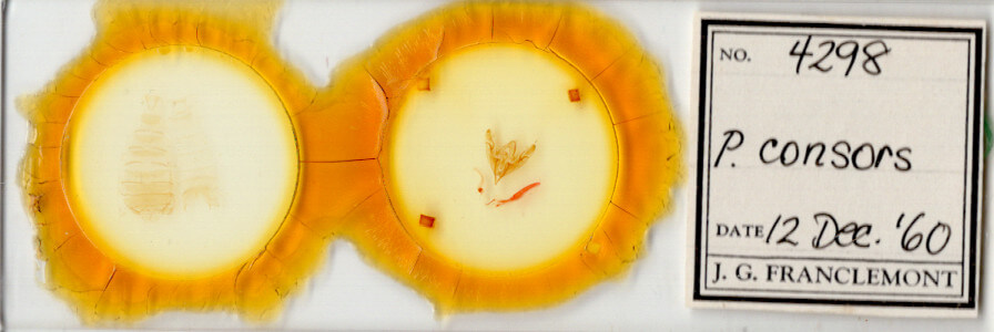 slide view of adult Nudorthodes texana