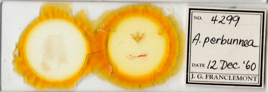 slide view of adult Anhimella perbrunnea