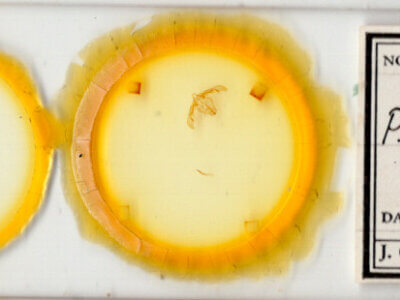 slide view of adult Pseudorthodes puerilis