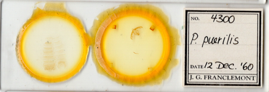 slide view of adult Pseudorthodes puerilis