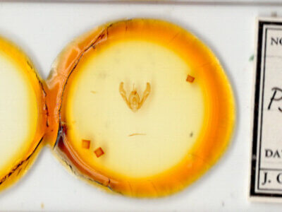 slide view of adult Pseudorthodes irrorata