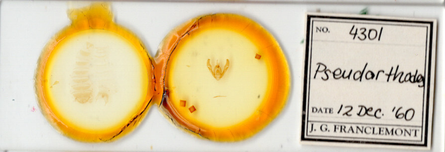 slide view of adult Pseudorthodes irrorata