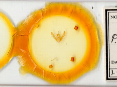 slide view of adult Pseudorthodes irrorata