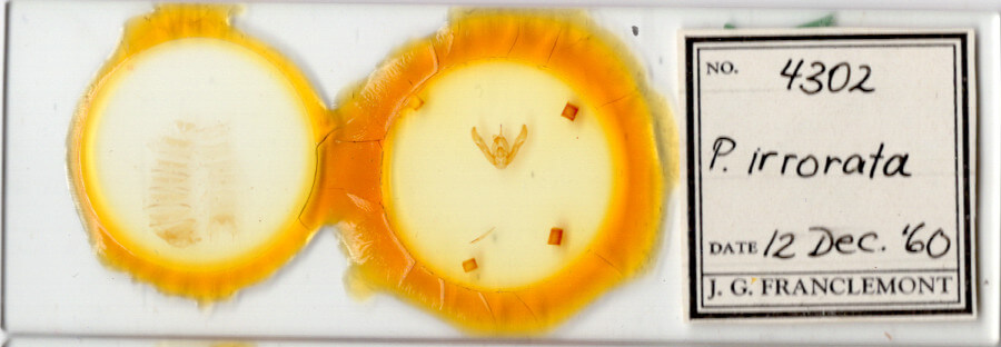 slide view of adult Pseudorthodes irrorata