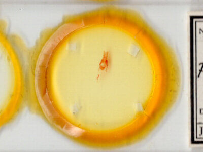 slide view of adult Pseudorthodes irrorata