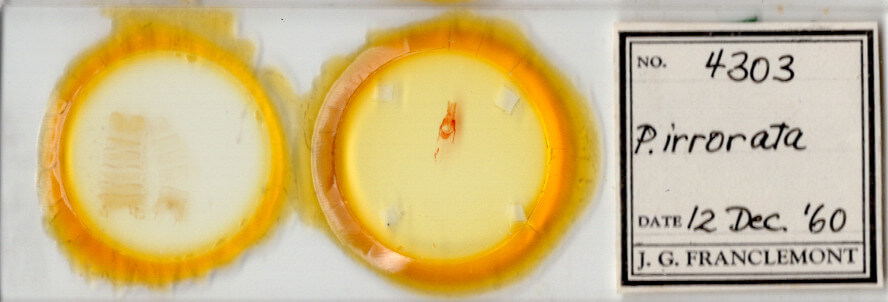 slide view of adult Pseudorthodes irrorata