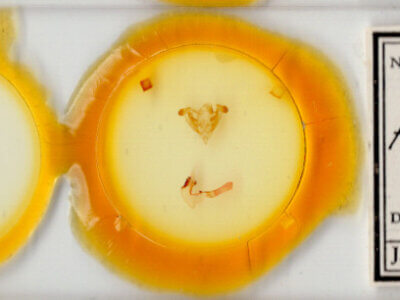 slide view of adult Homorthodes fractura mecrona