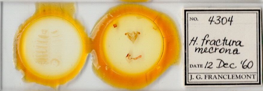 slide view of adult Homorthodes fractura mecrona