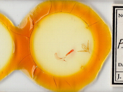 slide view of adult Hexorthodes nipana