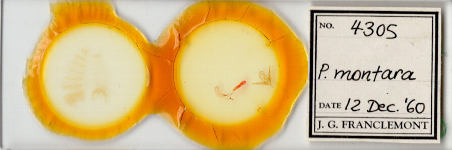 slide view of adult Hexorthodes nipana