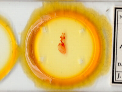 slide view of adult Hexorthodes nipana