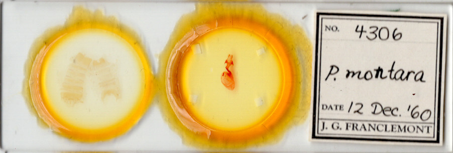 slide view of adult Hexorthodes nipana