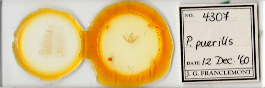 slide view of adult Pseudorthodes puerilis