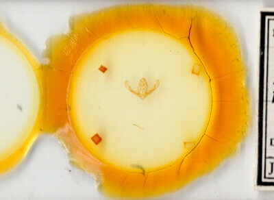 slide view of adult Pseudorthodes puerilis