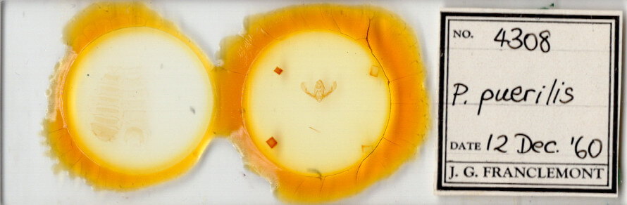 slide view of adult Pseudorthodes puerilis