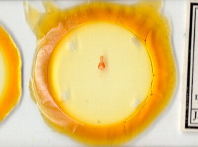 slide view of adult Pseudorthodes puerilis