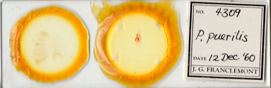 slide view of adult Pseudorthodes puerilis