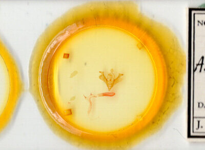 slide view of adult Anhimella perbrunnea