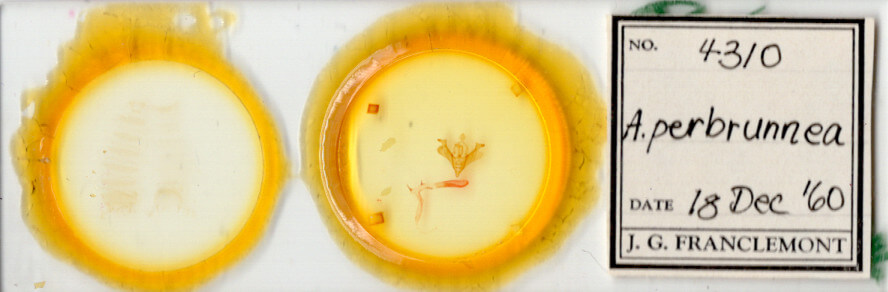 slide view of adult Anhimella perbrunnea