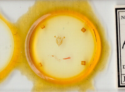 slide view of adult Homorthodes communis