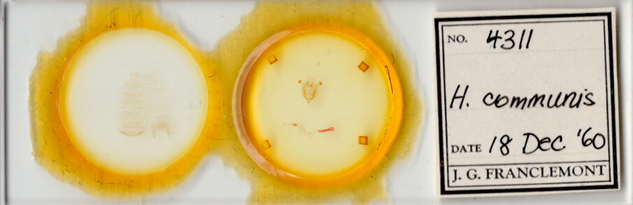 slide view of adult Homorthodes communis