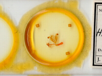 slide view of adult Homorthodes fractura mecrona