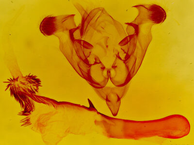 genitalia view of adult Homorthodes fractura mecrona