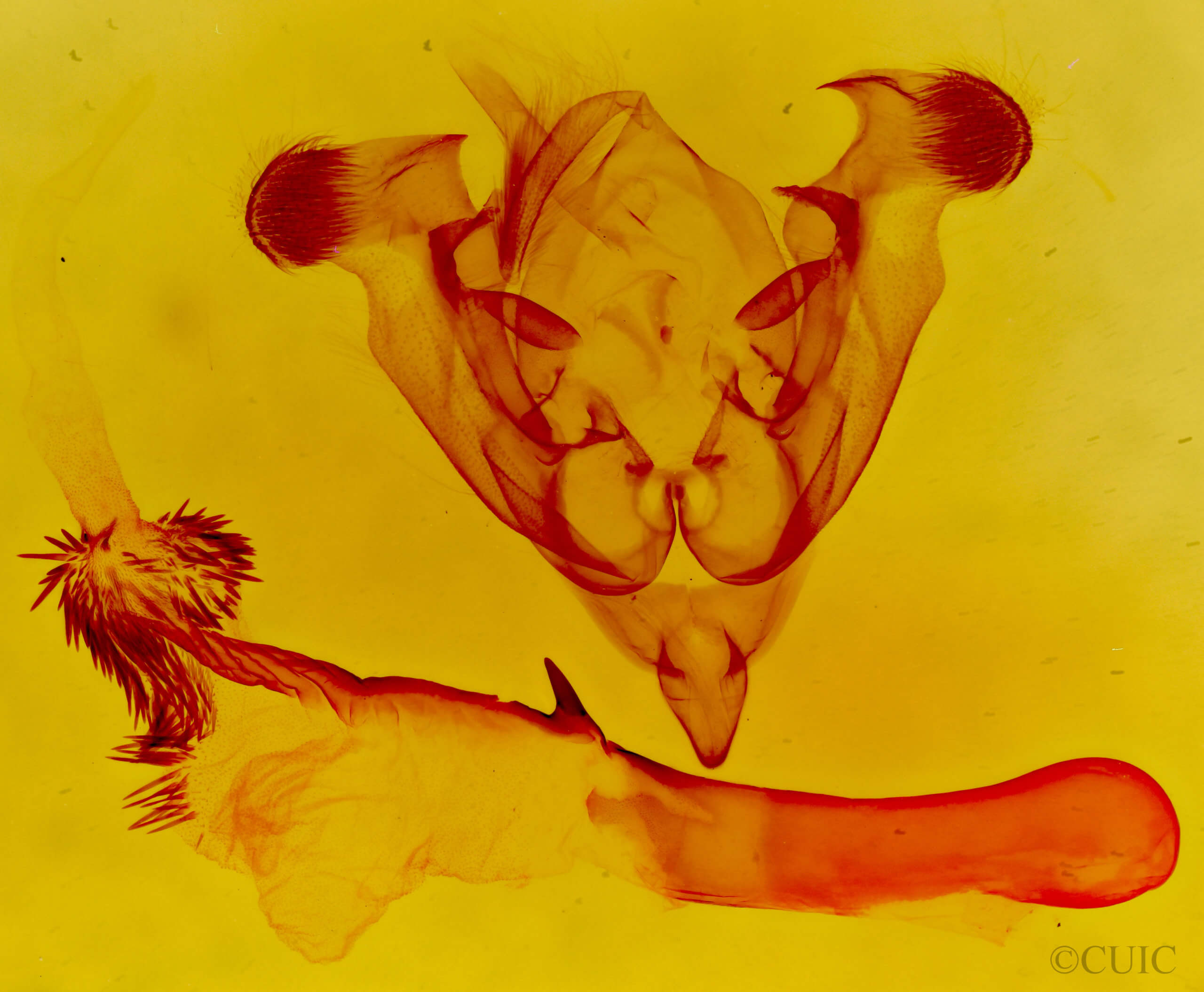 genitalia view of adult Homorthodes fractura mecrona