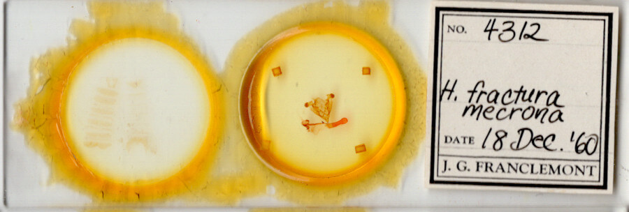 slide view of adult Homorthodes fractura mecrona