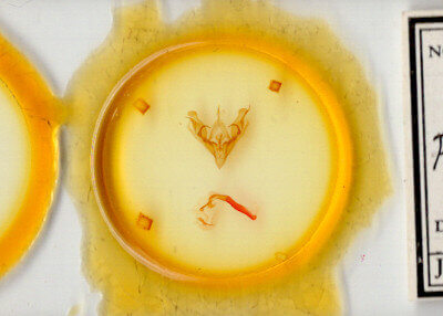 slide view of adult Protorthodes rufula