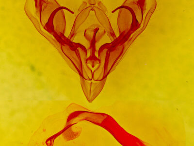 genitalia view of adult Protorthodes rufula
