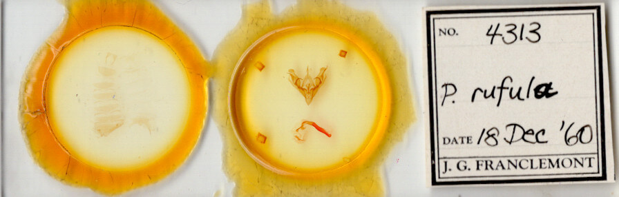 slide view of adult Protorthodes rufula