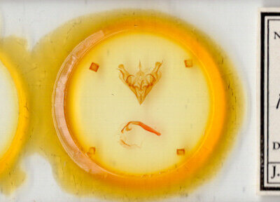 slide view of adult Protorthodes rufula