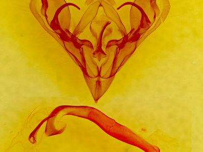 genitalia view of adult Protorthodes rufula