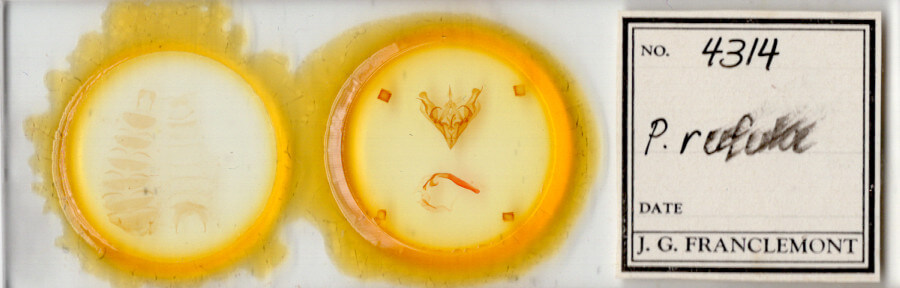 slide view of adult Protorthodes rufula