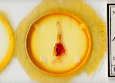 slide view of adult Protorthodes rufula