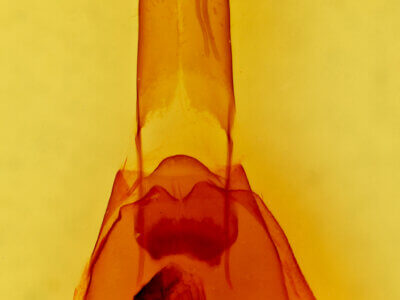 genitalia view of adult Protorthodes rufula