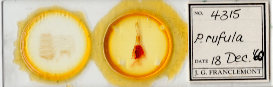 slide view of adult Protorthodes rufula