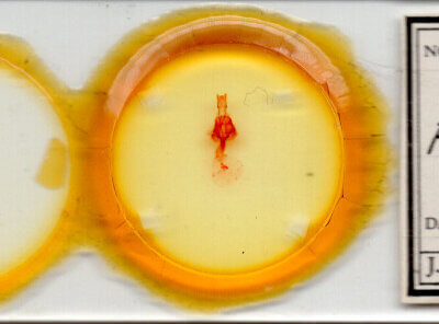 slide view of adult Orthodes goodelli