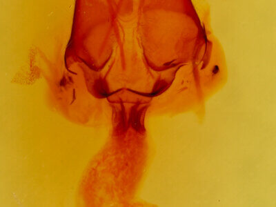 genitalia view of adult Orthodes goodelli