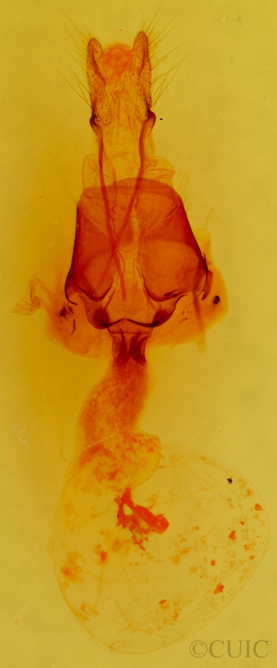 genitalia view of adult Orthodes goodelli